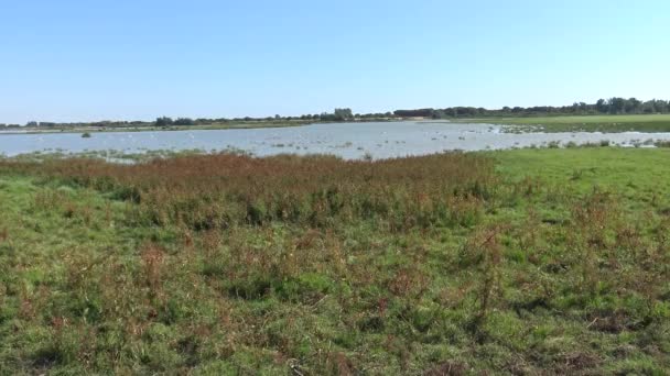 Group Pink Flamingo Water While Horses Grazing Wetland National Park — Vídeo de stock