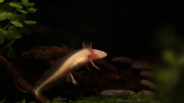 Axolote Chupando Comida Comendo Água Rio Dan — Vídeo de Stock