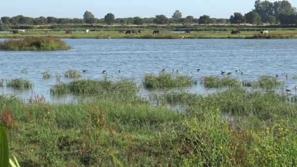 国立公園の湿地で馬が放牧しながら 水の中にピンクフラミンゴのグループ 鳥の群れが過去を飛んで沼で食べ物を探しているフェニコテルス ロセウス — ストック動画