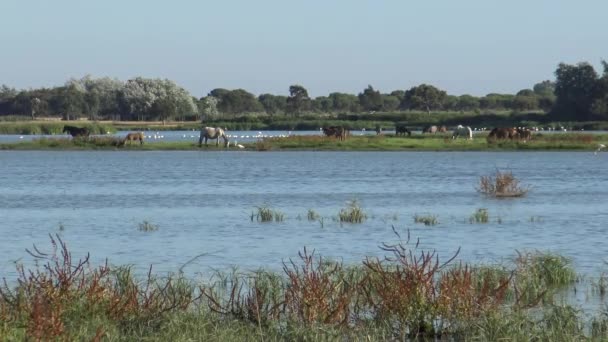 Grupp Rosa Flamingo Vattnet Medan Hästar Betar Våtmarken Doana National — Stockvideo
