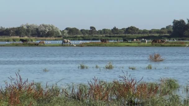 4K, Un groupe de flamants roses dans l'eau tandis que les chevaux pâturent sur la zone humide du parc national Doana. Phoenicopterus Roseus cherche de la nourriture dans le marais Roco avec des volées d'oiseaux qui volent dans le passé.-Dan 