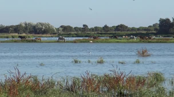 4K, Un groupe de flamants roses dans l'eau tandis que les chevaux pâturent sur la zone humide du parc national Doana. Phoenicopterus Roseus cherche de la nourriture dans le marais Roco avec des volées d'oiseaux qui volent dans le passé.-Dan 