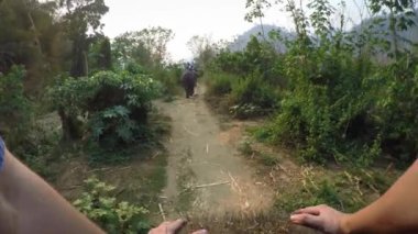 4K Asya filinin en üst görüntüsü. Bir turist grubu, beyaz tenli erkekleri Kuzey Tayland-Dan ormanlarındaki ağaçların arasında gezdirirken.