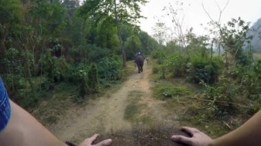 4K Asya filinin en üst görüntüsü. Bir turist grubu, beyaz tenli erkekleri Kuzey Tayland-Dan ormanlarındaki ağaçların arasında gezdirirken.