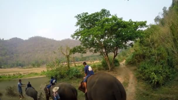 Tajlandia Kwiecień 2016 Najlepszy Widok Słonia Azjatyckiego Podczas Gdy Turyści — Wideo stockowe