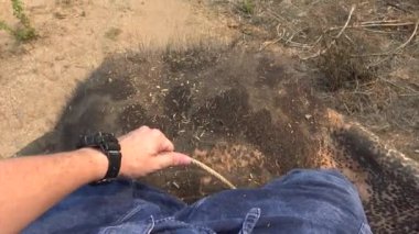 4K Asya filinin en üst görüntüsü. Bir turist grubu, beyaz tenli erkekleri Kuzey Tayland-Dan ormanlarındaki ağaçların arasında gezdirirken.