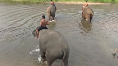 Tayland-07 Nisan 2016: 4K Mahout erkekleri Asya fillerine biniyor, güzel tropikal ormanlar olan Kuzey Tayland nehrinde banyo yapmak ve suda dinlenmek için dolaşıyorlar.