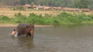 Tayland-07 Nisan 2016: 4K Mahout 'un filini nehirde yıkadığı ve yıkadığı güzel manzara. Kuzey Tayland 'daki tropikal ormanların sularında dinlenen Asya filleri.