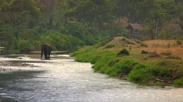 Elefant Asiatic Care Plimbă Prin Râul Natural Pădurea Tropicală Din — Videoclip de stoc