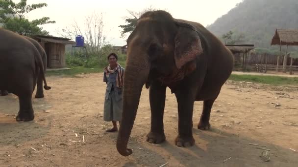Thajsko Duben 2016 Mahout Stará Asijského Slona Táboře Tropického Pralesa — Stock video