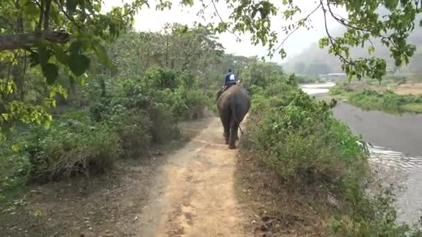 Ovanifrån Asiatisk Elefant Medan Turist Grupp Kaukasier Män Rida Dem — Stockvideo