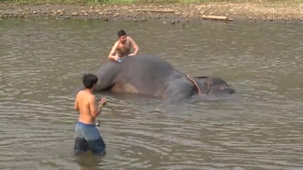 April 2016 4Kマオーと観光客の男が川で象を洗って入浴します タイ北部の美しい熱帯林の水に眠るアジアゾウ — ストック動画