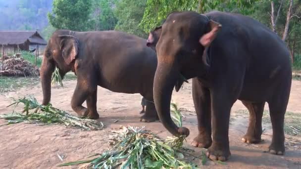 4Kタイ北部の熱帯林のキャンプでアジアゾウ2頭が竹を食べている — ストック動画