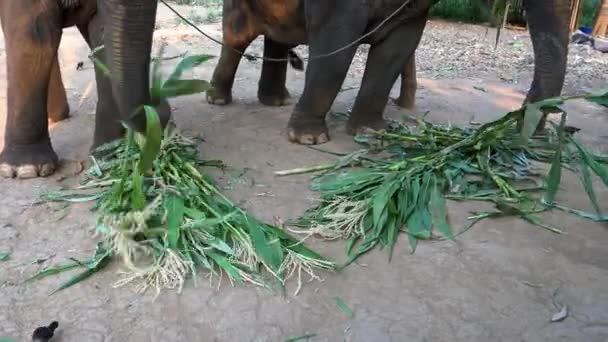 Två Asiatiska Elefanter Äter Bambu Ett Läger Tropisk Skog Norra — Stockvideo