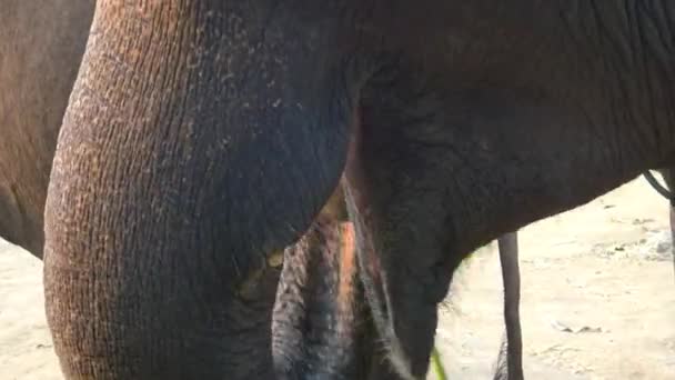Крупный План Азиатского Слона Поедающего Бамбук Лагере Тропических Лесов Севере — стоковое видео
