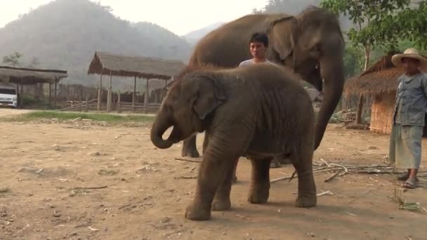 2016年4月4日 Mahoutは タイ北部の熱帯林のキャンプで 女性のアジアゾウと赤ちゃんに世話と給餌をしています かわいい赤ちゃん象の遊びとお楽しみください — ストック動画