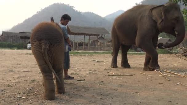 2016年4月4日 Mahoutは タイ北部の熱帯林のキャンプで 女性のアジアゾウと赤ちゃんに世話と給餌をしています かわいい赤ちゃん象の遊びとお楽しみください — ストック動画