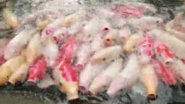 İnsanlar gölde bir sürü sazan balığı besliyor, balıklar suyun yüzeyine yüzüyor ve Tayvan-Dan yemeğini yakalıyordu.