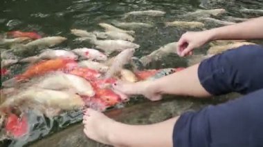 Asyalı kadın ayağını Taipei 'ye kadar birçok sazan balığıyla temizledi, balık yüzeye yüzdü ve ayağı ısırdı, Tayvan-Dan