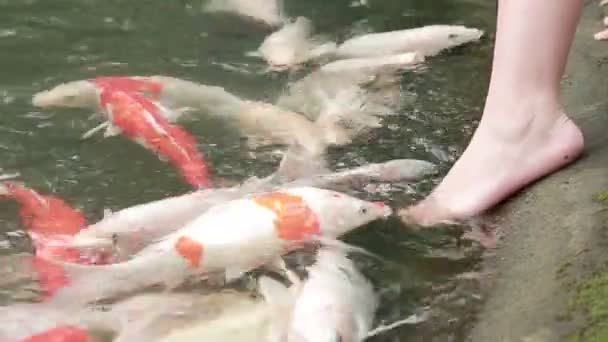 아시아 어린이들은 연못에 잉어를 이페이로 데리고 씻으며 속으로 헤엄쳐 깨물었다 — 비디오