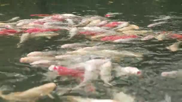 Gente Alimentando Muchos Carpas Koi Estanque Multitud Peces Nadaron Superficie — Vídeo de stock