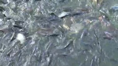 4K İnsanlar gölde çok sayıda sazan ve sazan besledi, balıklar suyun yüzeyine yüzdü ve Tayvan-Dan 'deki yiyeceği kaptı.