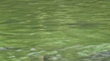 4K Birçok sazan gölette, balık Tayvan-Dan 'de suyun yüzeyine yüzdü.