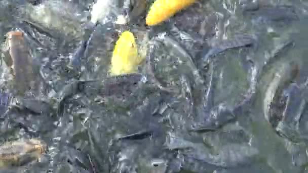 Pessoas Alimentando Muitas Carpas Koi Comun Carpa Lagoa Peixes Nadaram — Vídeo de Stock