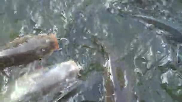 4K Beaucoup de carpes dans l'étang, les poissons ont nagé à la surface de l'eau à Taiwan-Dan 