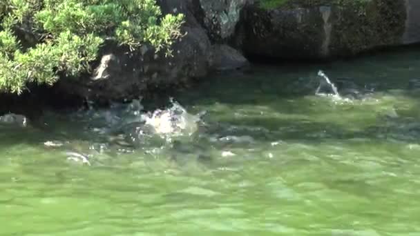 Pessoas Alimentando Muitas Carpas Koi Comun Carpa Lagoa Peixes Nadaram — Vídeo de Stock