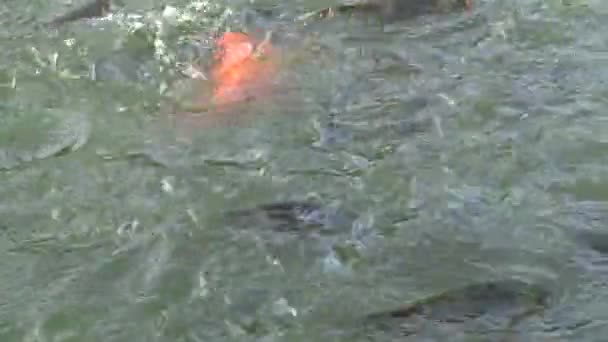 4K Les gens qui nourrissent de nombreuses carpes koï et comun carpe dans l'étang, le poisson nagé à la surface de l'eau et saisir la nourriture à Taiwan-Dan 