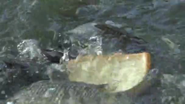 4K人们在池塘里喂食许多科伊鲤鱼和熏鲤鱼 鱼儿游到水面上来抢食 — 图库视频影像