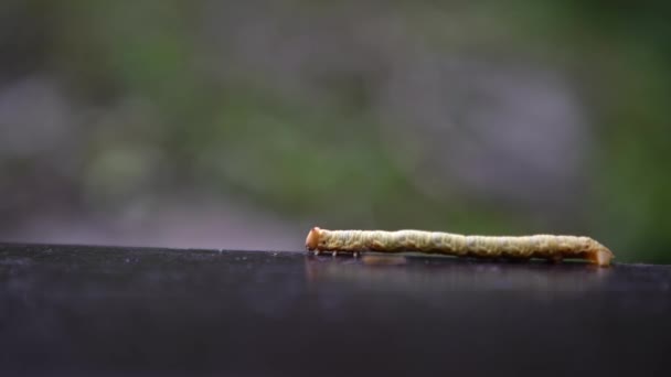 Green Geometridae Caterpillar Kryper Vilt Mellan Träden Berget Taiwan Forest — Stockvideo