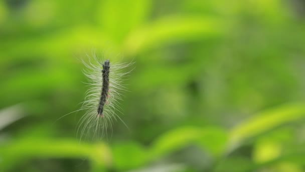 巨怪是金丝雀毛毛虫 白发野生动物在台湾山区 — 图库视频影像