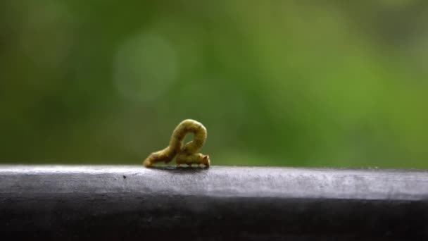 Green Geometridae Caterpillar Ползает Дикой Природе Между Деревьями Горного Тайваня — стоковое видео