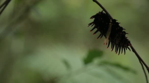 Golden Birdwing Lagarta Com Tentáculos Vida Selvagem Montanha Taiwan Dan — Vídeo de Stock