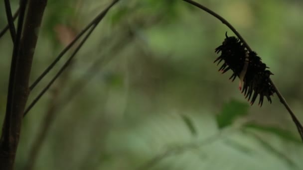 Golden Birdwing Caterpillar Met Tentakels Wilde Dieren Berg Taiwan Dan — Stockvideo