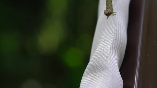 Slow Motion Green Geometridae Caterpillar Arrastrándose Naturaleza Entre Los Árboles — Vídeo de stock