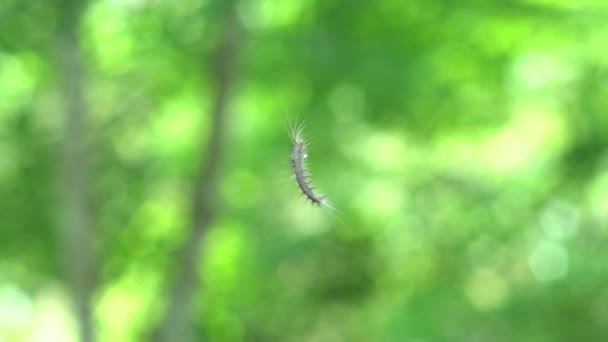 Lento Movimento Macrobrochis Gigas Lagarta Com Cabelo Vida Selvagem Montanha — Vídeo de Stock