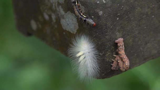 Mouvement Lent Une Chenille Poilue Lophocampa Caryae Avec Chenille Geometridae — Video