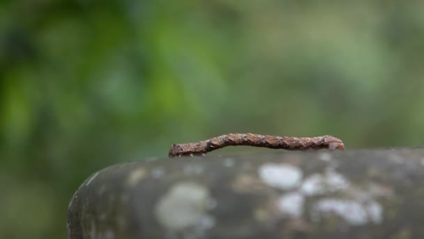 Slow Motion Brown Geometridae Caterpillar Crawling Wild Trees Mountain Taiwan — Stock Video