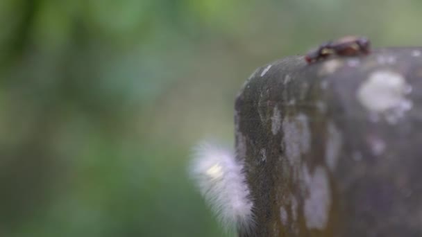 Movimiento Lento Una Oruga Peluda Lophocampa Caryae Halisidota Hickory Naturaleza — Vídeos de Stock