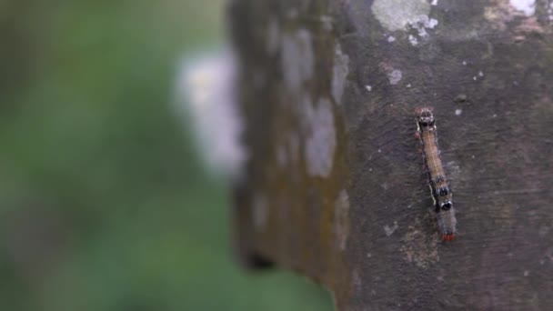 Lento Movimento Preto Melanchroia Geometer Caterpillar Rastejando Natureza Entre Árvores — Vídeo de Stock