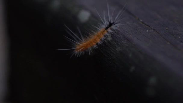 Mouvement Lent Une Chenille Poilue Couleur Orange Noire Dans Nature — Video