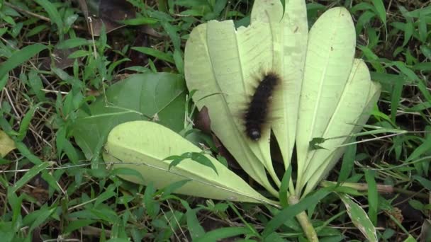 Hairy Caterpillar Wildlife Daan Park Taipei Taiwan Dan — стокове відео