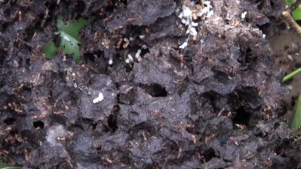 매크로 개미는 자기들의 둥지에 주웠다 — 비디오