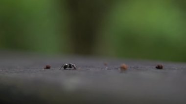 4K 'lık büyük siyah karınca Polyrhachis latona Tayvan' ın vahşi ormanlarında bir tırtıl yiyor.