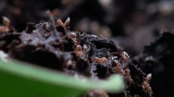Mrówki Makro Zebrane Jaja Powrotem Gniazda Park Dan — Wideo stockowe