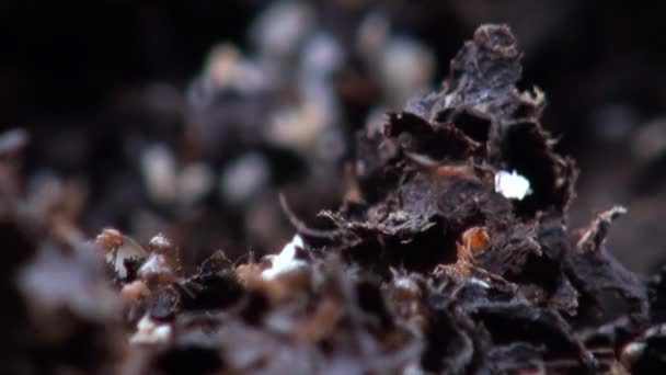 Macro Ants Recolheu Ovos Volta Seu Ninho Park Dan — Vídeo de Stock