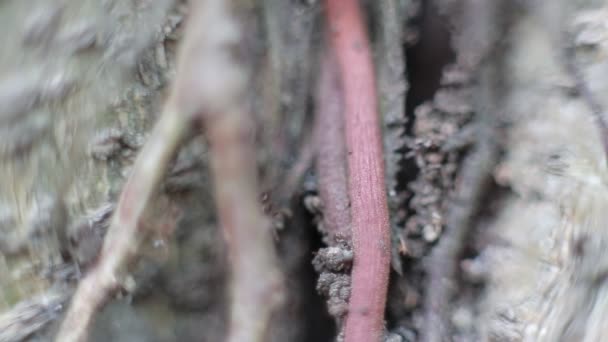 매크로 개미는 Dan 나무에서 집으로 모은다 — 비디오